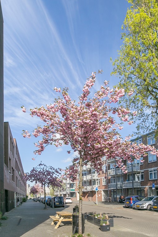 Foto zinkertraat bloesem.jpg